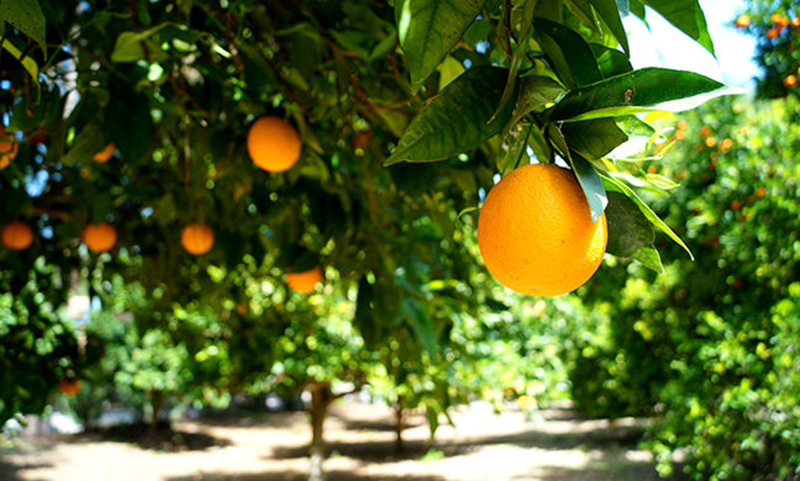 Food of Cyprus | Mercury Holidays